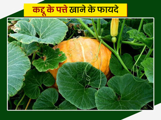 कद्दू के पत्ते भी होते हैं सेहत के लिए बहुत फायदेमंद, जानें इनके सेवन से मिलने वाले 9 फायदे